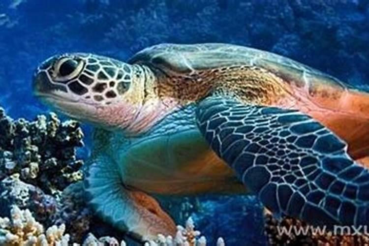 梦见大海龟是什么预兆？