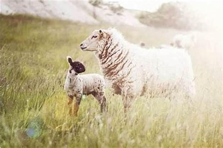 兔男跟羊女也会八字不合