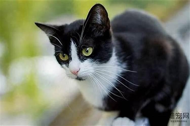 什么生肖不能养猫猫？