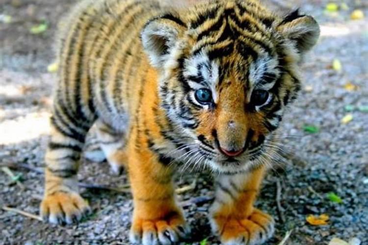 梦见老虎追我躲开了好不好？