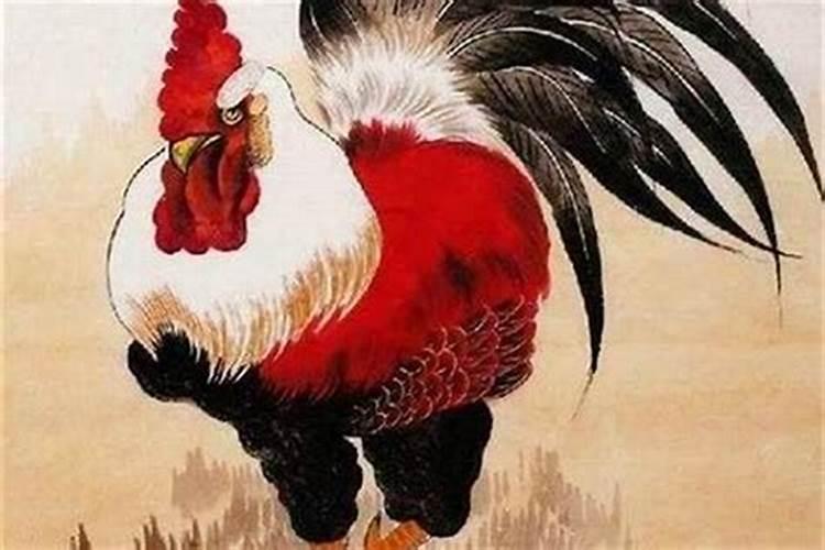 12月出生鸡的运程如何？