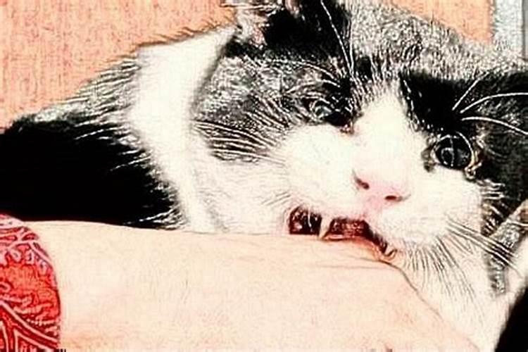 梦见仓鼠北门猫咬死了