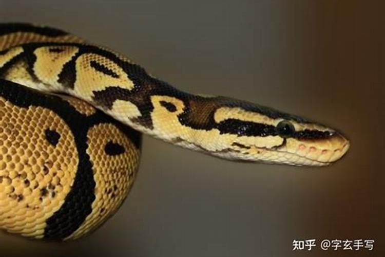 老人做梦梦见蛇是什么征兆？