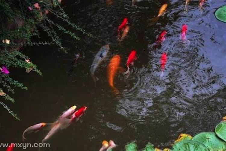梦见水中有条大红鱼在游