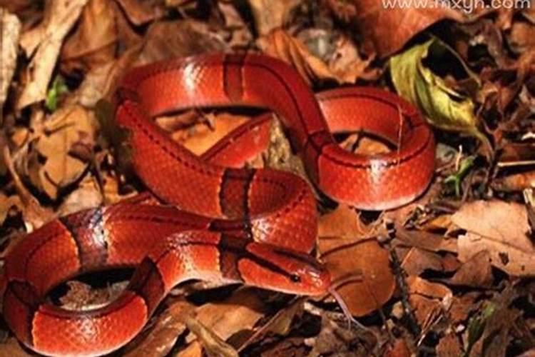 梦见红蛇是什么预兆周公解梦？