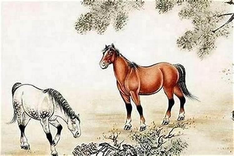 合婚配对马和马好吗？