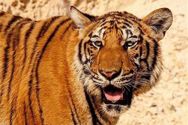 怀孕梦见老虎狮子追我是什么意思？