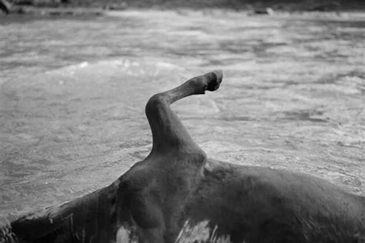 梦见牛好好的死了又活了