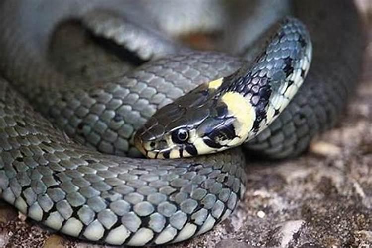 梦见超级巨蟒在水里跑