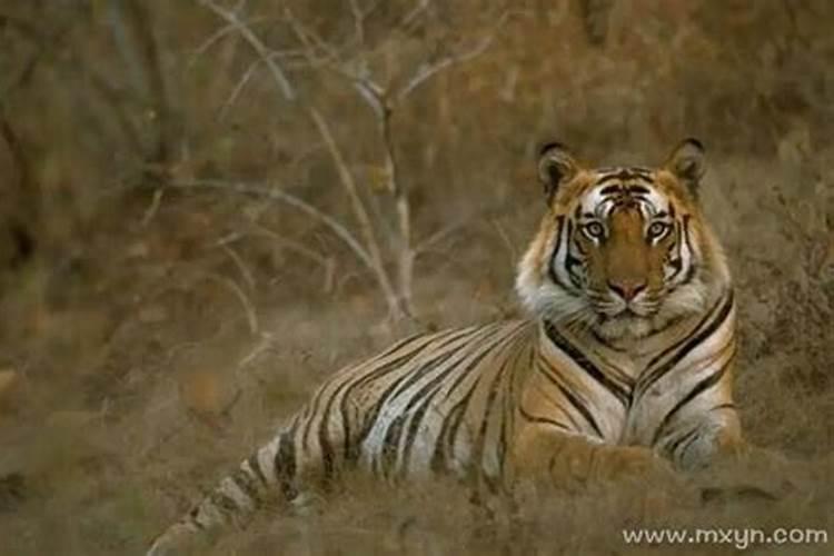 梦见好多老虎进家是什么预兆？