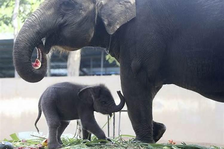 冬至小象出生日期