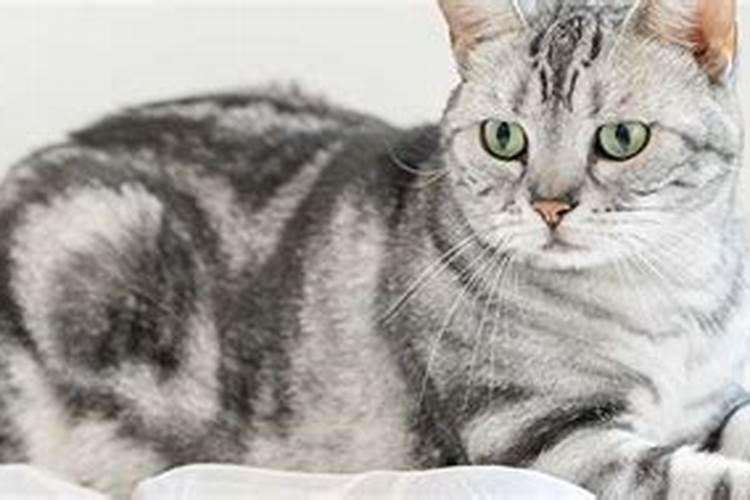 梦到和猫说话是什么意思？