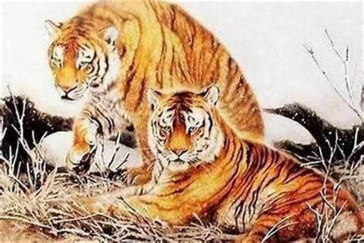 为什么属虎人的婚姻不顺？