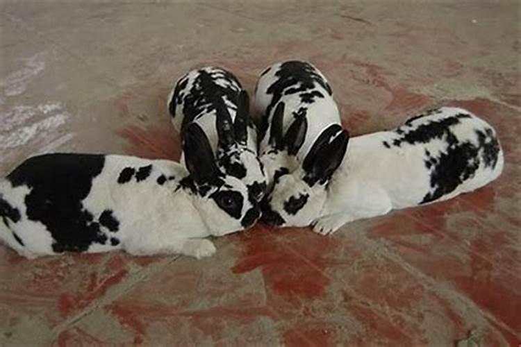 属牛人和属兔人合婚吗？