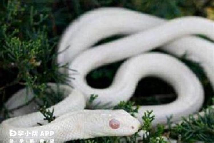 老人梦见很多蛇预示着什么？