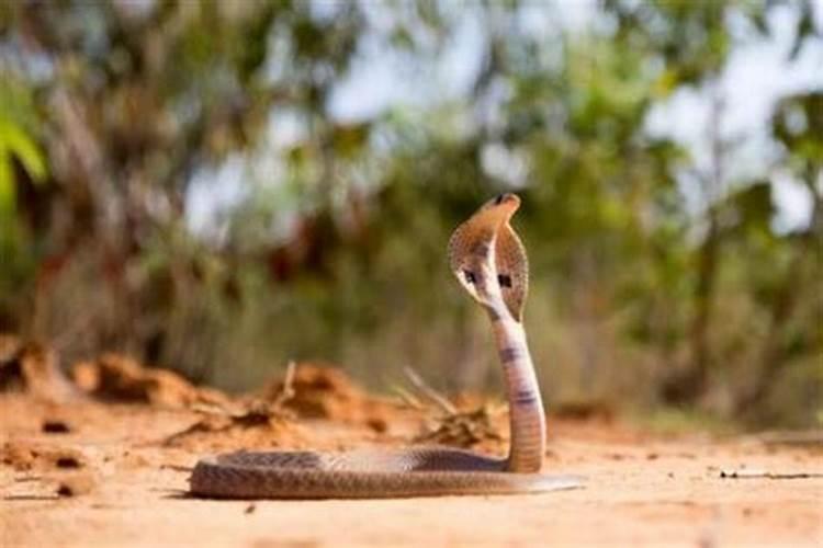 梦见眼镜蛇是什么预兆？