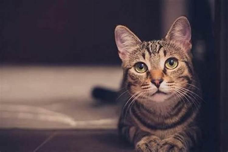 什么生肖养猫会有好运？