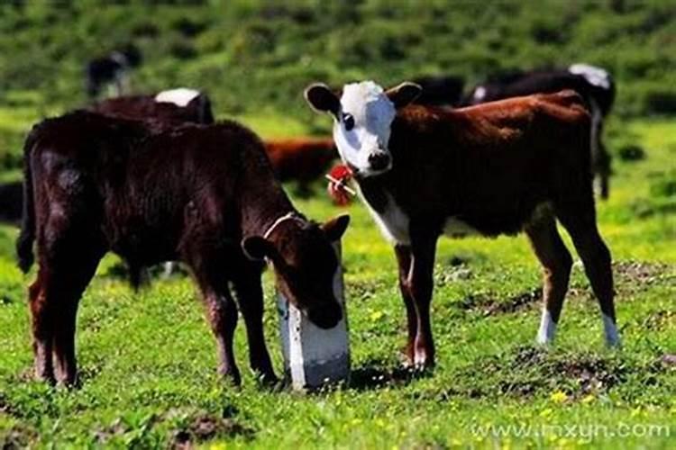 梦到牛生小牛是什么意思周公解梦？