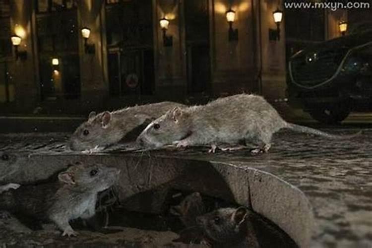 梦见好多老鼠窜来窜去奔向自己了？