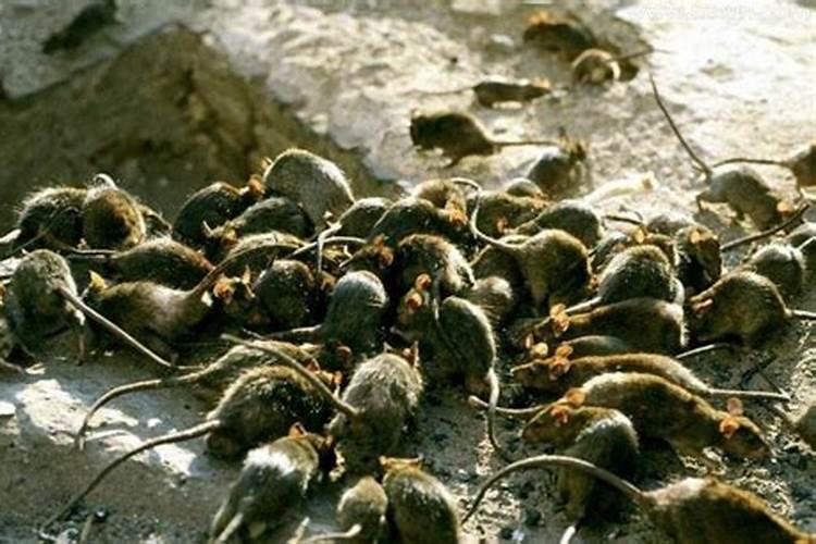 梦见老鼠在跑是什么意思？