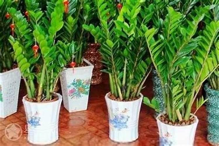 什么植物招贵人喜欢？