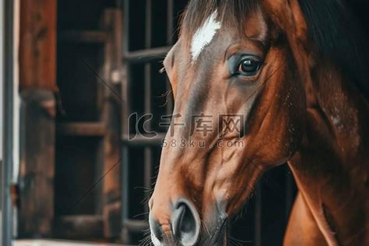 梦见买到一匹漂亮马