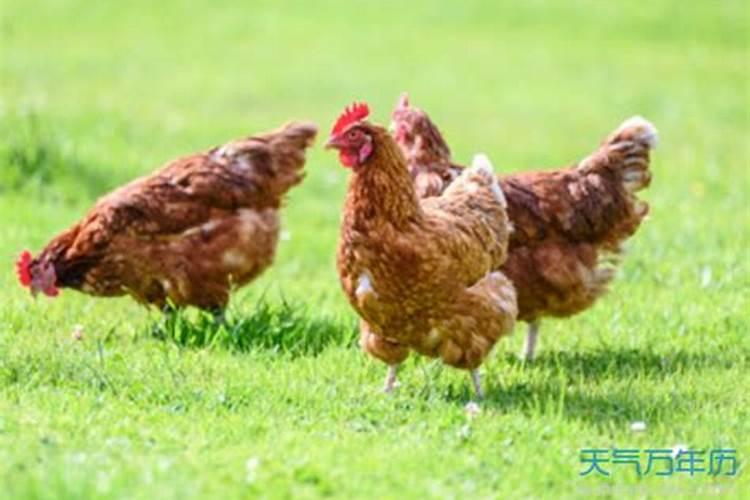 梦到自己吃鸡肉什么意思？