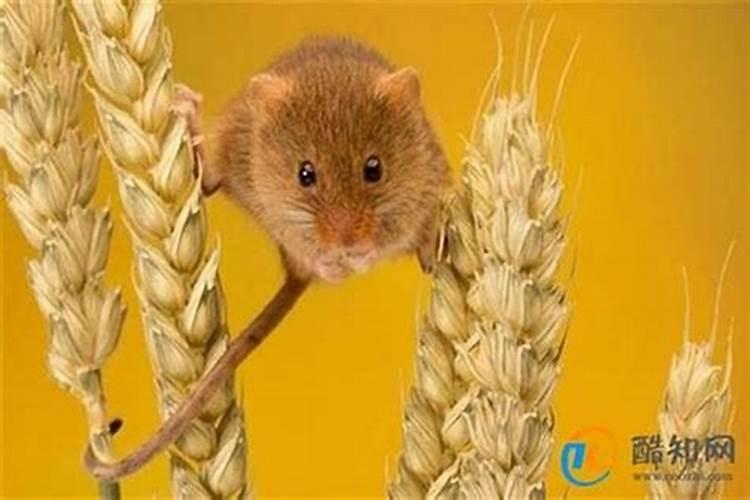 梦到老鼠咬我脚怎么回事？