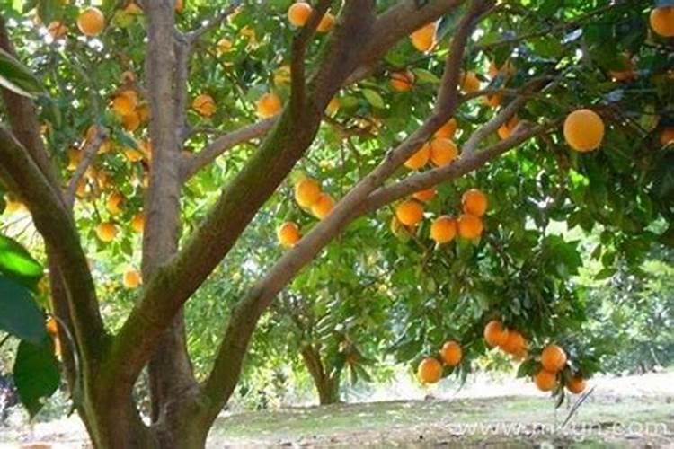 梦见栽果树是什么意思？