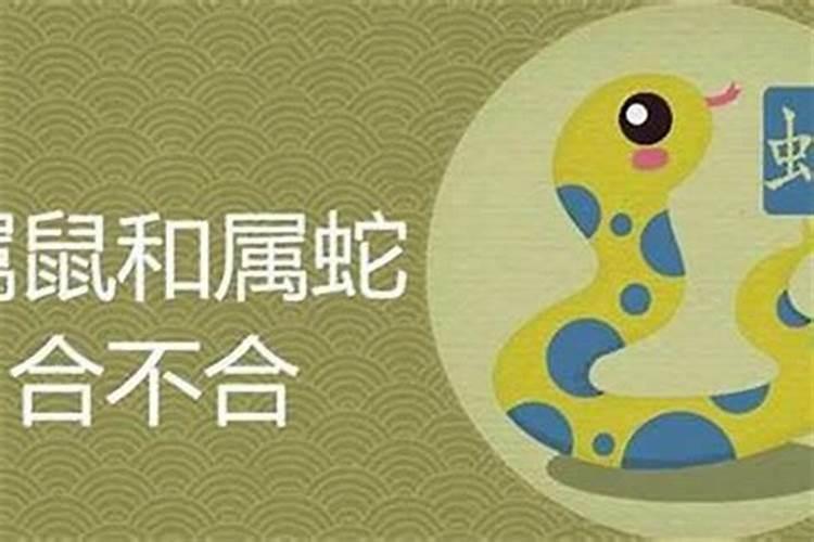 鼠跟龙八字合吗？