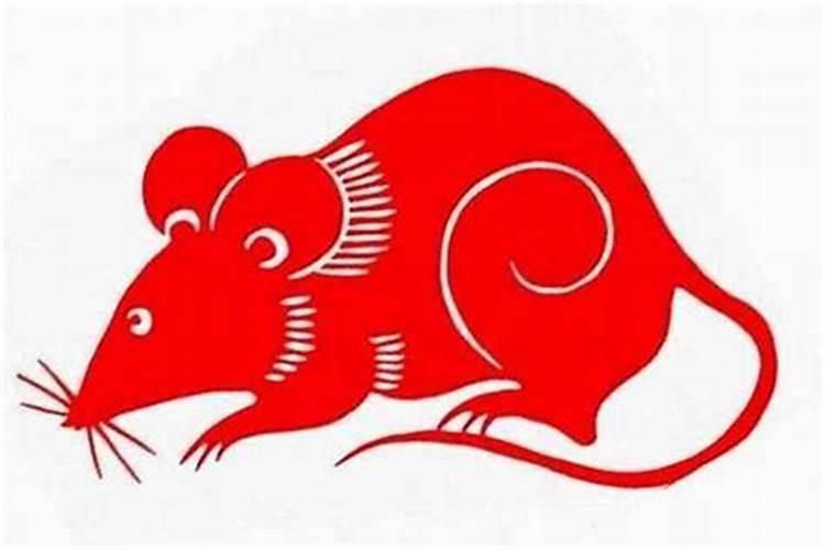 鼠的本命年怎么样？