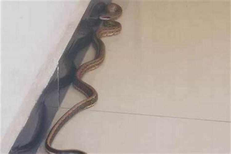 家里出现蛇是什么征兆？
