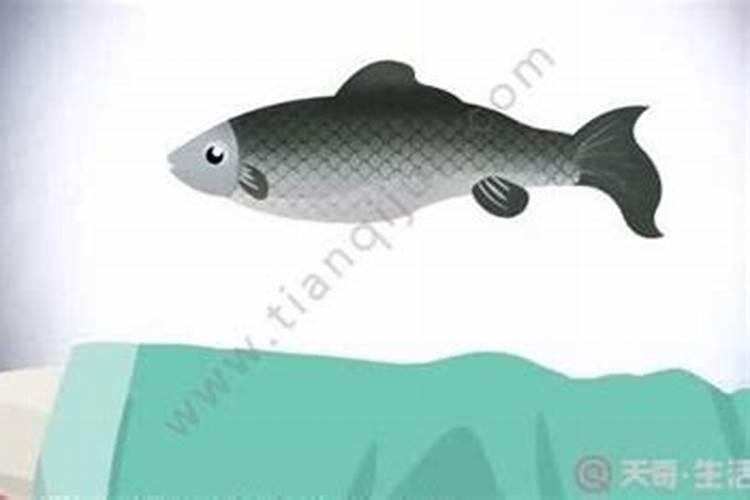 梦见买财鱼是什么意思？