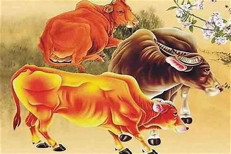 牛属相婚配好吗？