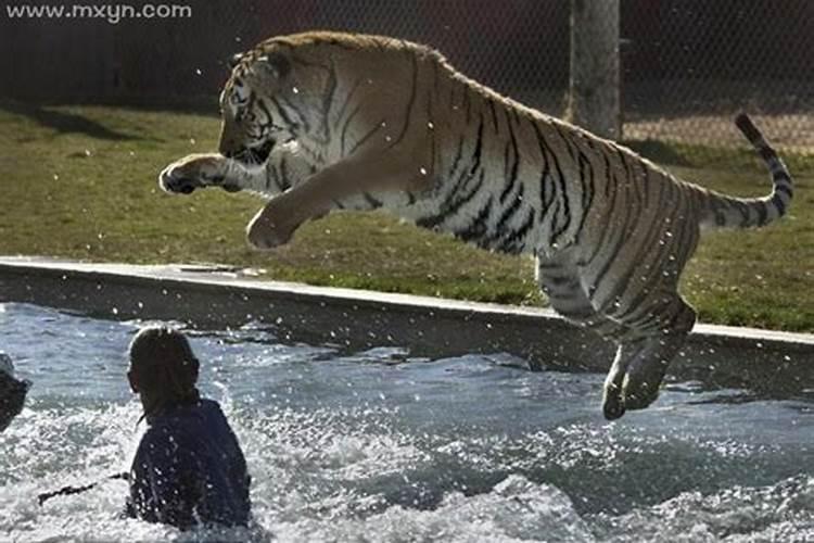 梦见老虎进家是什么把自己咬了？