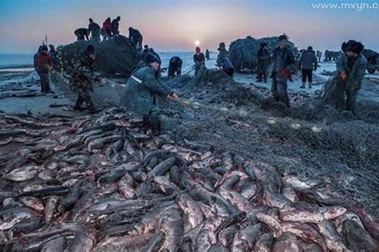 梦见大海是什么预兆好多鱼？