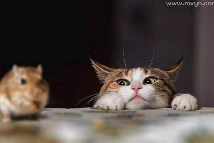 梦见老鼠和猫是什么意思？