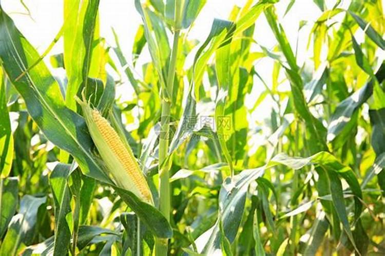冬至时节哪里有鲜玉米？