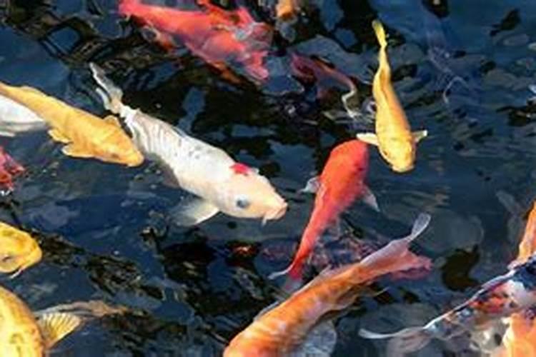 梦见红色金鱼啥意思啊？