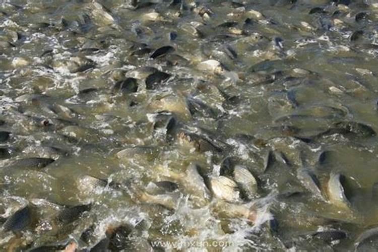 梦见水很清澈有很多很多的鱼虾？