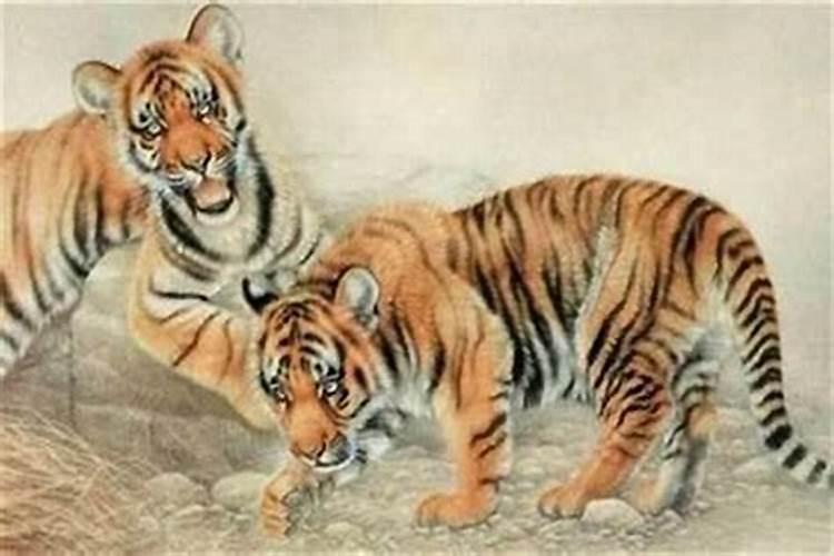 家里本命年的人会克家人吗属虎？