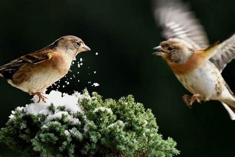 鸟屎掉脸上有什么预兆？