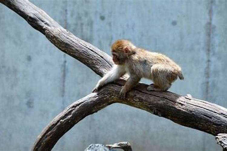 是鳮猴不能合婚吗？