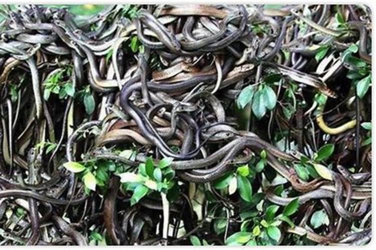 梦到好多蛇什么征兆？