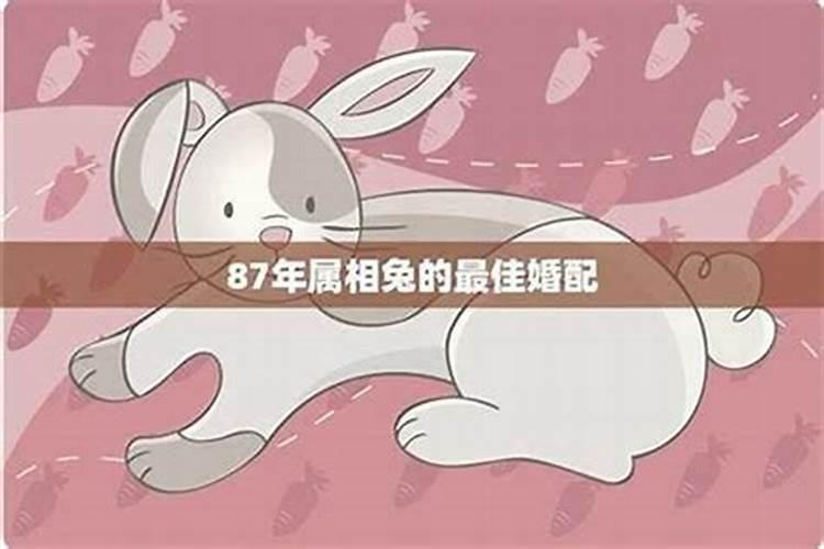 属兔的人1987年的2026年运程女