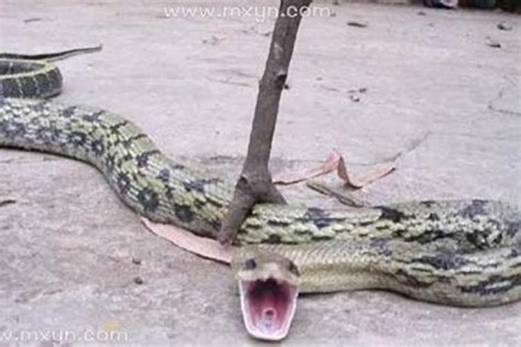 梦见蛇被我杀死了是什么预兆？