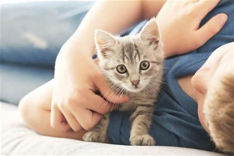 梦见生小猫是什么意思？