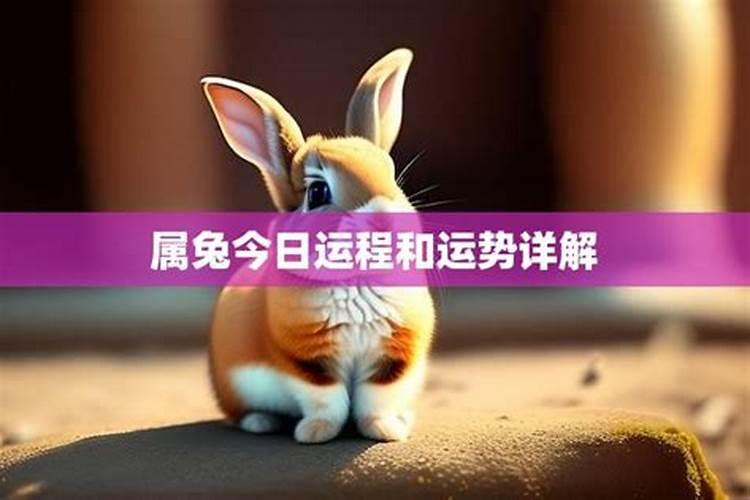 生肖兔今日运势