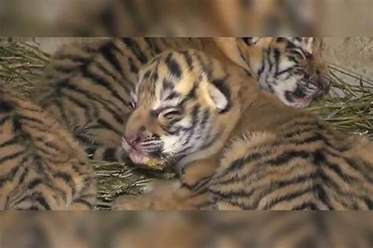 虎宝宝冬至出生