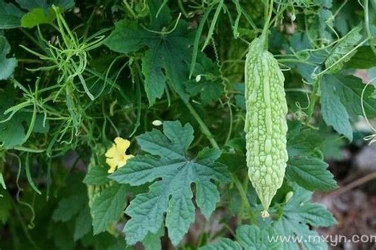 梦见地里长了很多冬瓜？